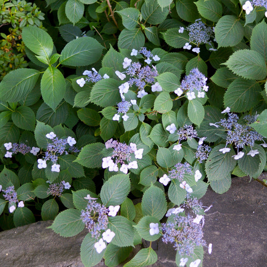 Hydrangea serrata - Blue Billow Hydrangea