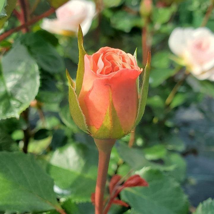 Rosa - Emily Bronte Rose