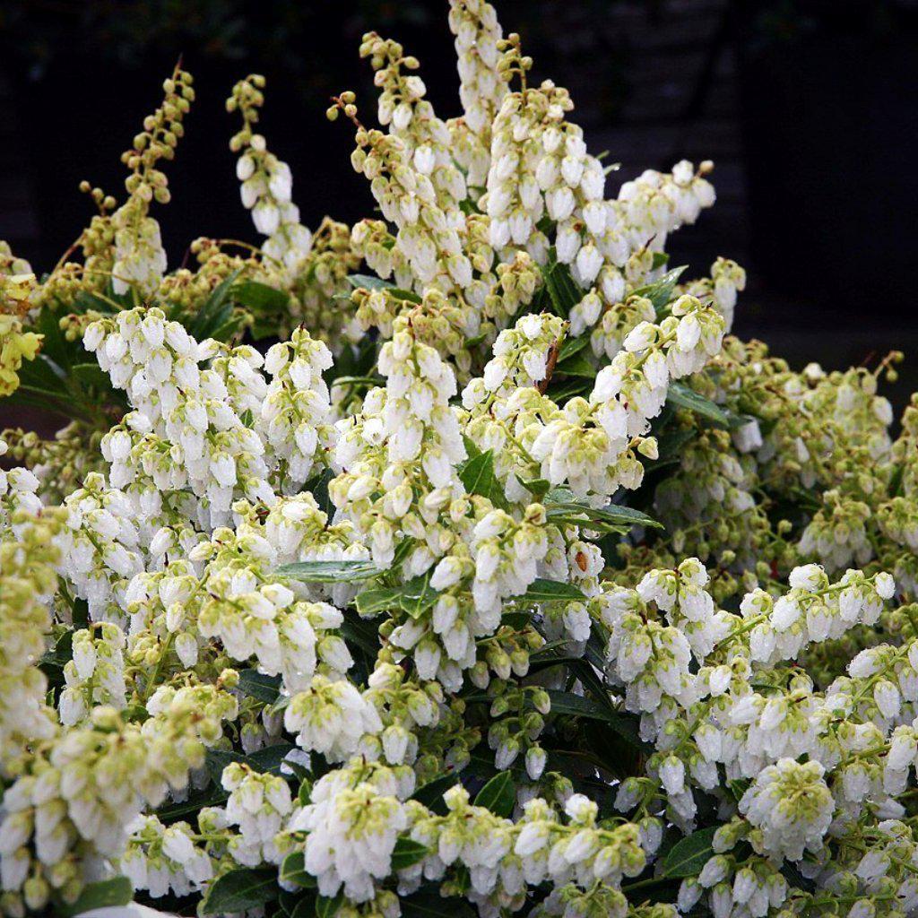 Pieris japonica - Cavatine Pieris