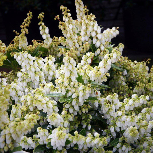 Pieris japonica - Cavatine Pieris