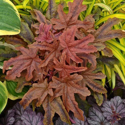 Heuchera - PW® Fun and Games® Red Rover Coral Bells