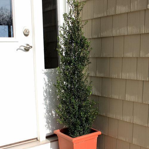 Ilex crenata - Patti O Box® Japanese Holly