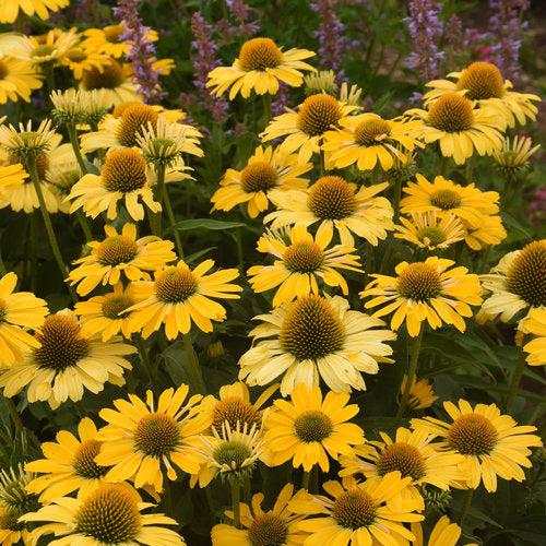 Echinacea - Color Coded® Yellow My Darling Echinacea