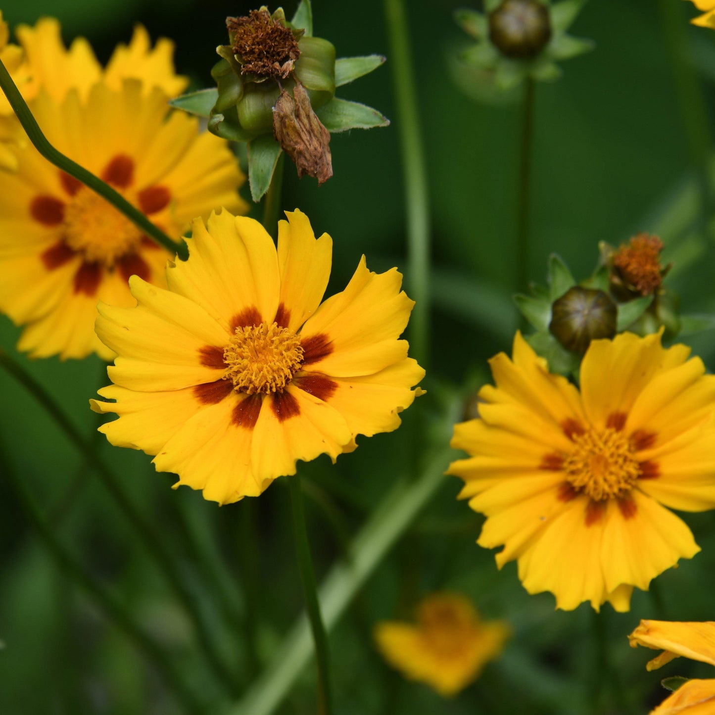 Coreopsis x - Tequila Sunrise Tickseed