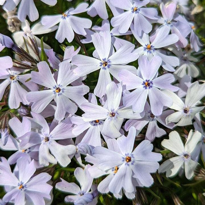 Phlox subulata - Spring Blue Creeping Phlox