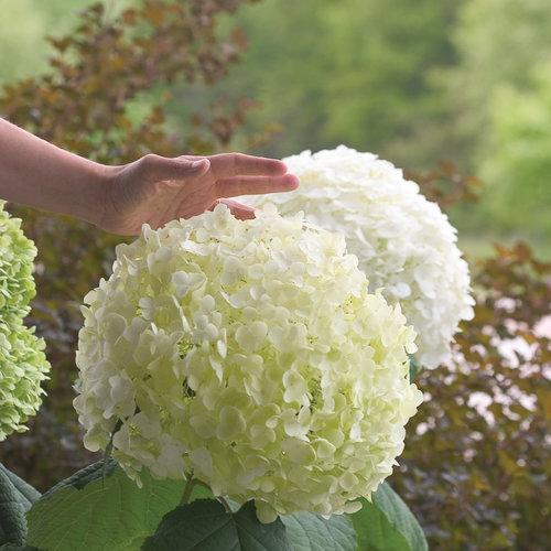 Hydrangea arborescens - Proven Winners® Incrediball® Smooth Hydrangea