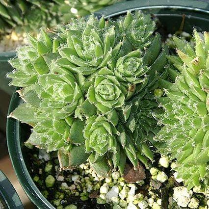 Sempervivum - Pilioseum Hens and Chicks