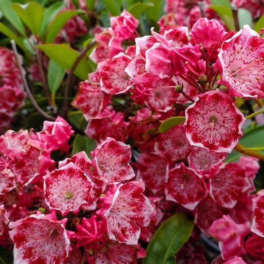Kalmia latifolia - Kaleidoscope Mountain Laurel