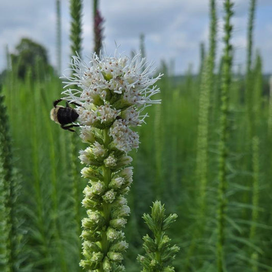 Liatris spicata - White Blazing Star