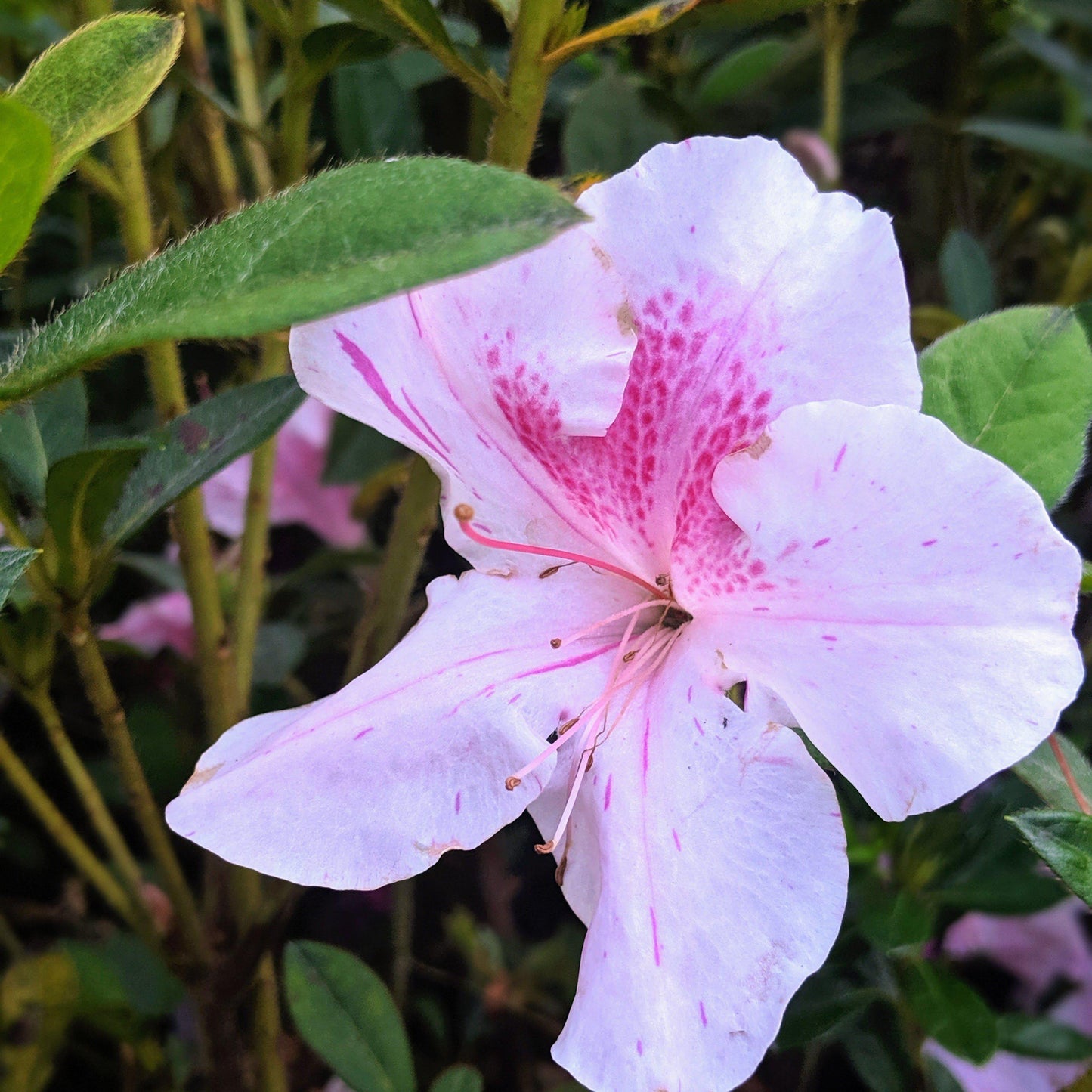Encore® Autumn Twist™ Azalea