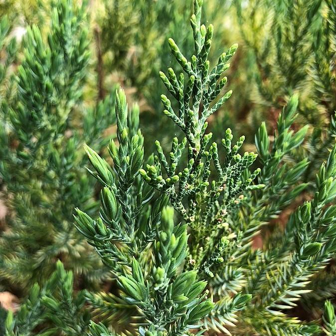 Juniperus chinensis - Blue Point Juniper