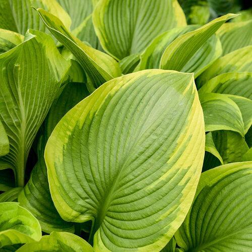 Hosta - PW® Shadowland® Lone Star Hosta