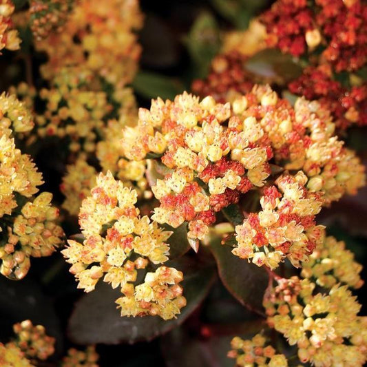 Sedum telephium - Peach Pearls Sedum