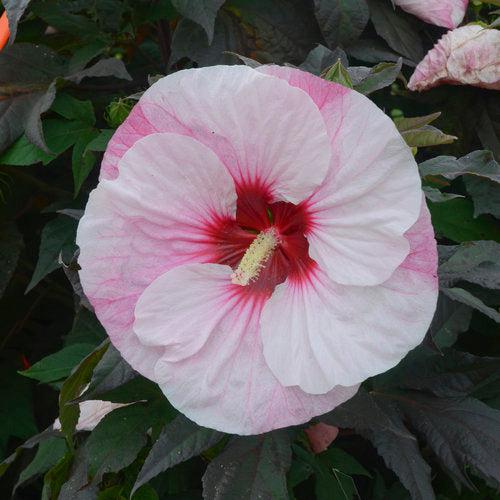 Hibiscus - Summerific® Perfect Storm Hibiscus