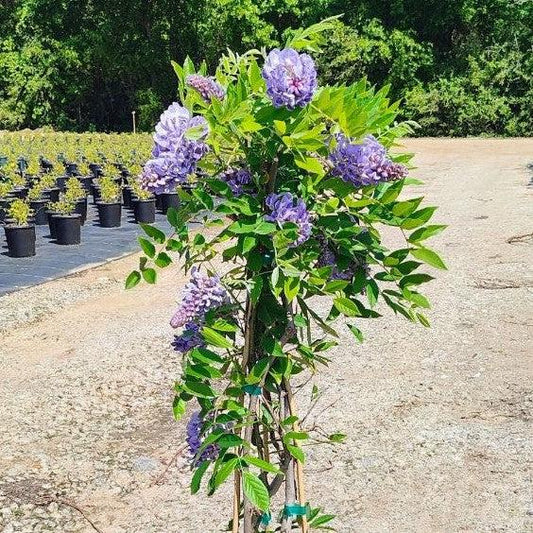 Wisteria frutescens - Amethyst Falls Wisteria