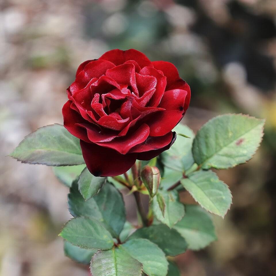 Rosa - Navy Lady Rose