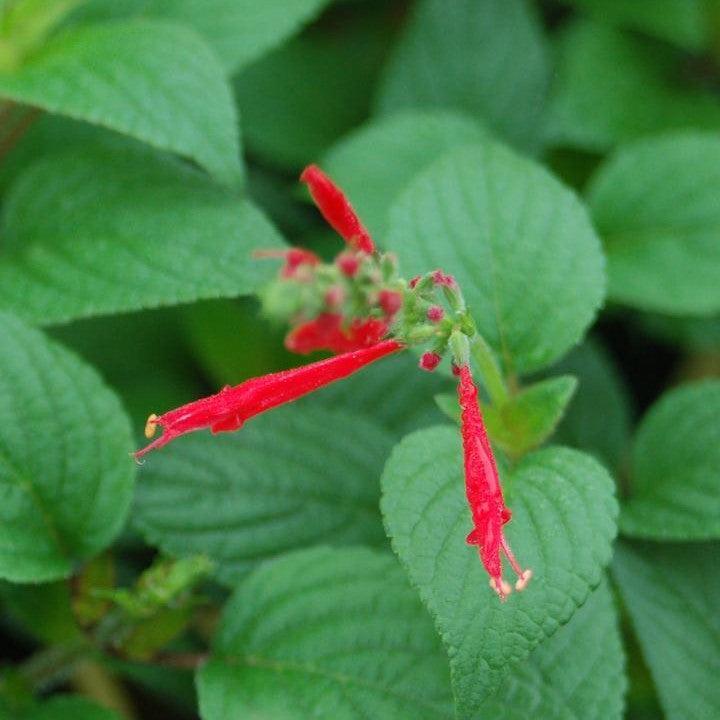 Salvia elegans  - Pineapple Sage