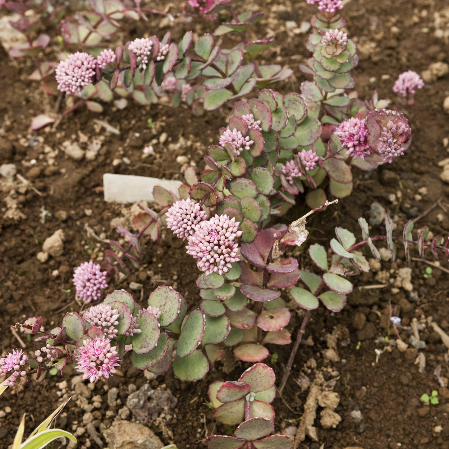 Sedum - SunSparkler® Lime Zinger Sedum