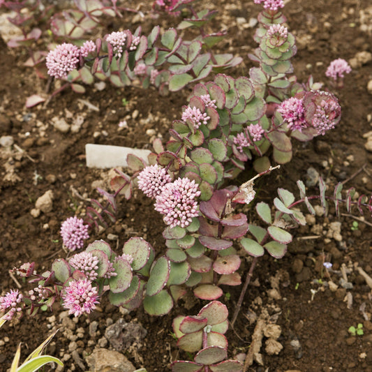 Sedum - SunSparkler® Lime Zinger Sedum