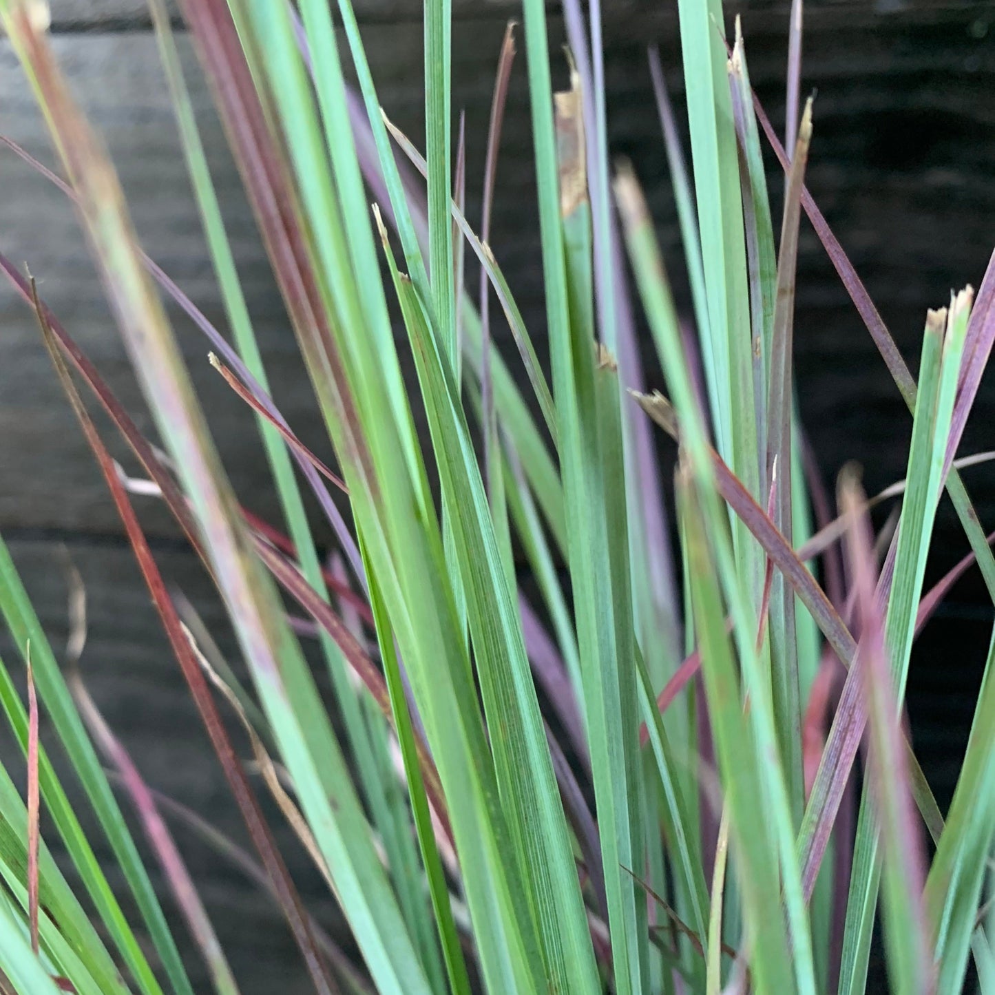 Schizachyrium scoparium - Standing Ovation Little Bluestem