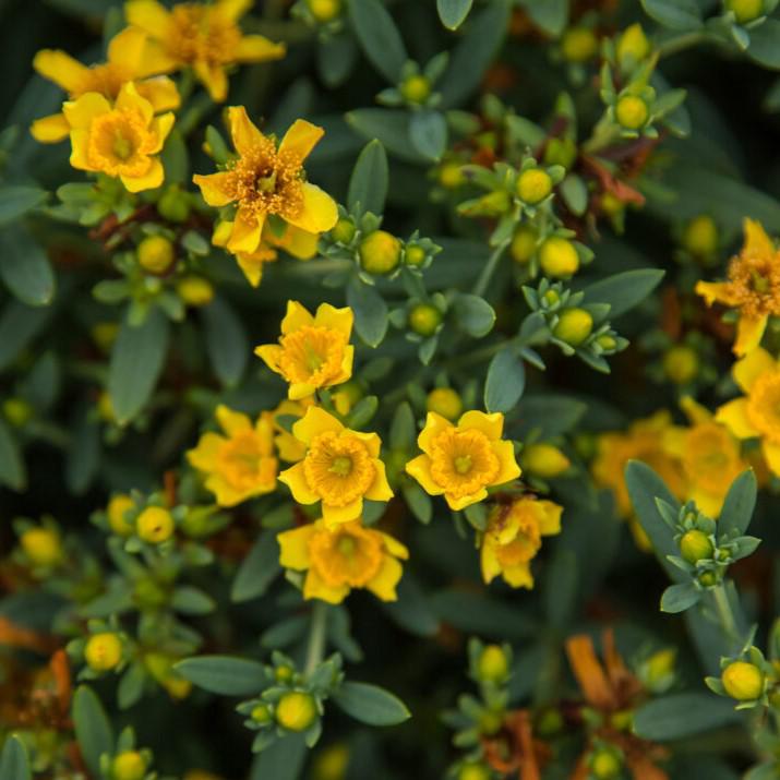 Hypericum kalmianum - First Editions® Cobalt-n-Gold™ St. John's Wort
