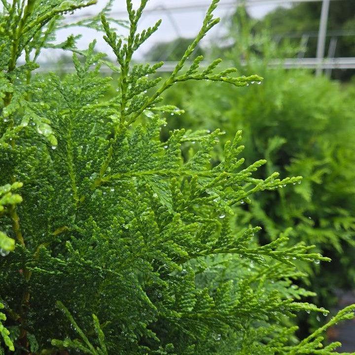 Thuja occidentalis - Sasquatch™ Dark Green Arborvitae