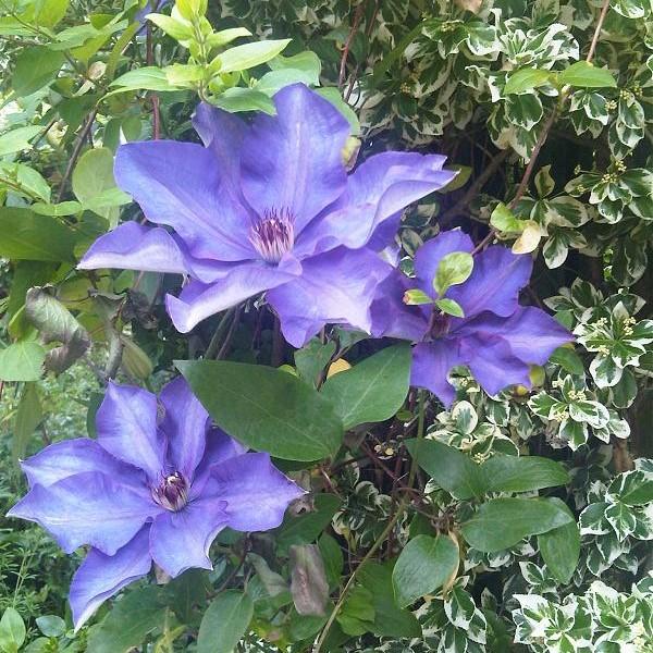 Clematis - The President Clematis