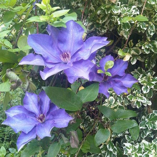 Clematis - The President Clematis