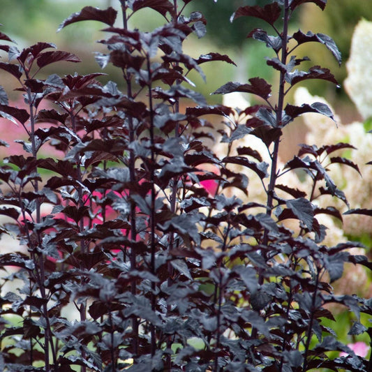 Physocarpus opulifolius - Bloomin' Easy® Panther Ninebark