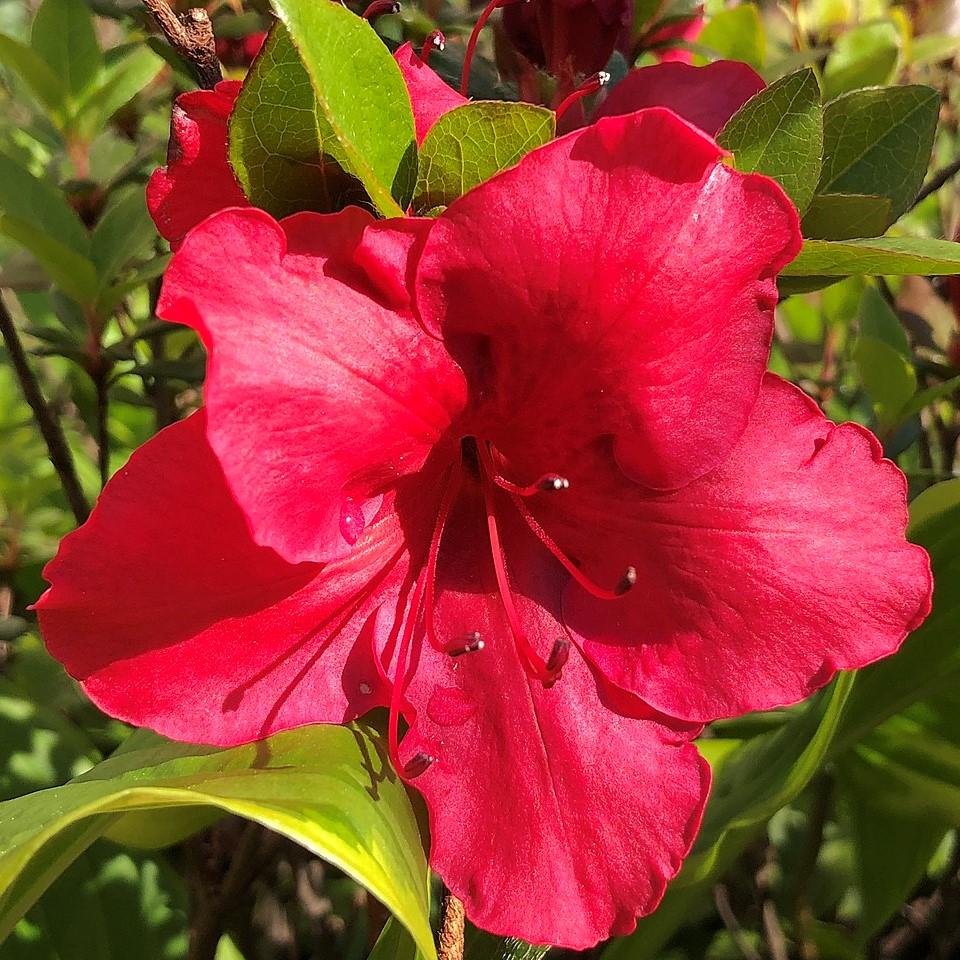 Azalea kaempferi - Johanna Azalea