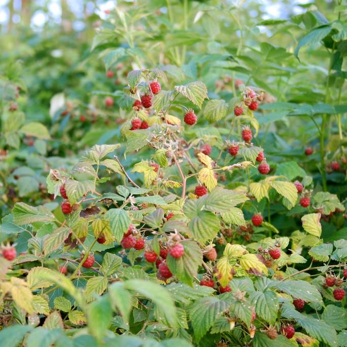 Rubus idaeus - Caroline Raspberry