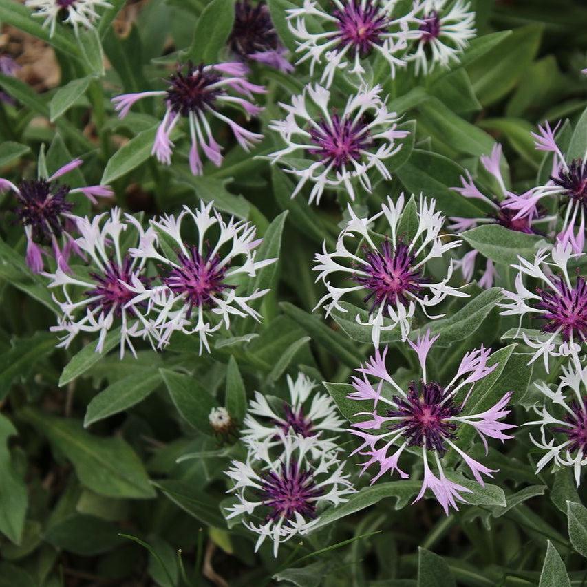 Centaurea montana - ntaurea montana 'Amethyst in Snow'~ Amethyst in Snow Bachelor Button