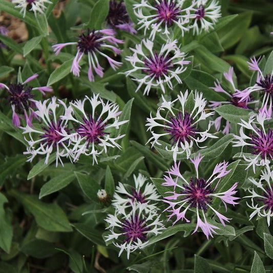 Centaurea montana - ntaurea montana 'Amethyst in Snow'~ Amethyst in Snow Bachelor Button