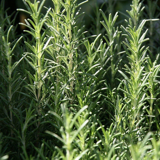 Rosmarinus officinalis - Arp Rosemary