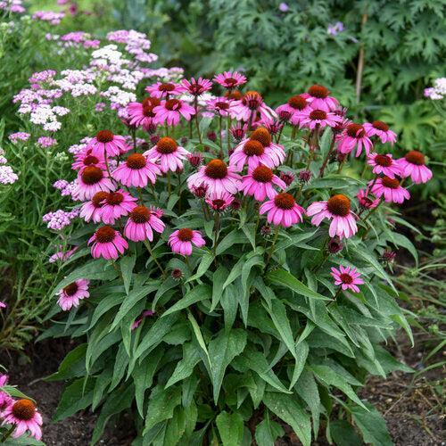 Echinacea - Color Coded® The Fuchsia is Bright Echinacea