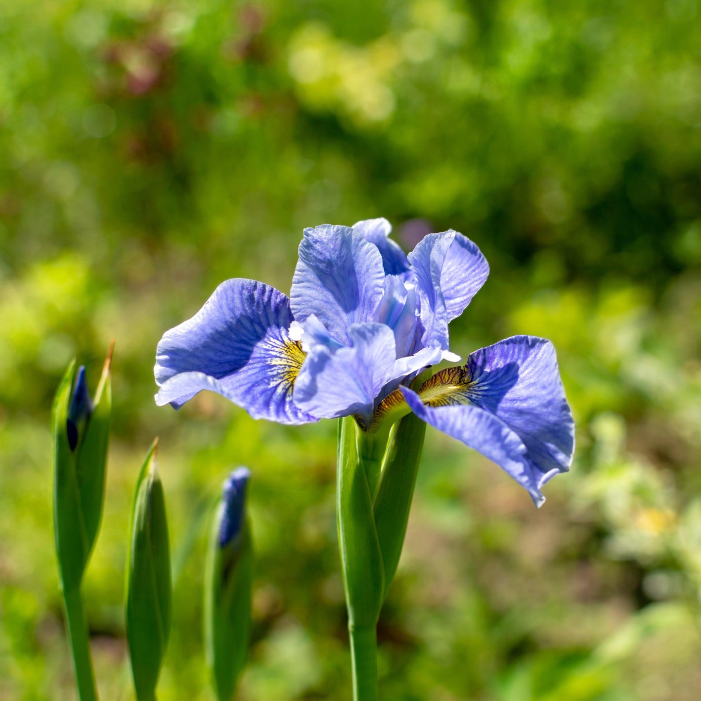 Iris sibirica - Cape Cod Boys Siberian Iris