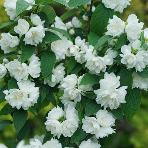 Philadelphus coronarius - Illuminati Spice® Mockorange