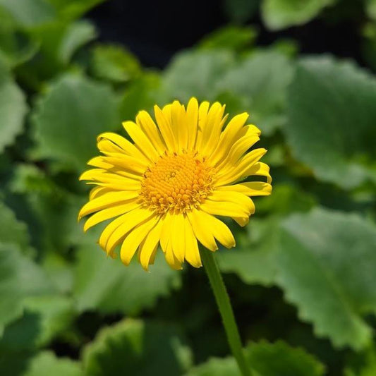 Doronicum orientale  - Leonardo™ Compact Leopard's Bane
