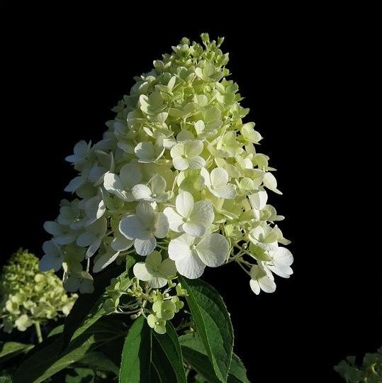 Hydrangea paniculata - First Editions® Little Hottie® Hydrangea