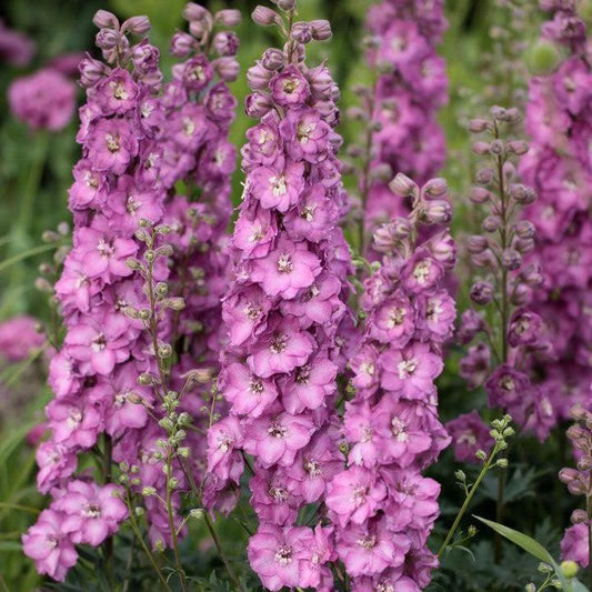 Delphinium x - Delgenius™ Chantay Delphinium