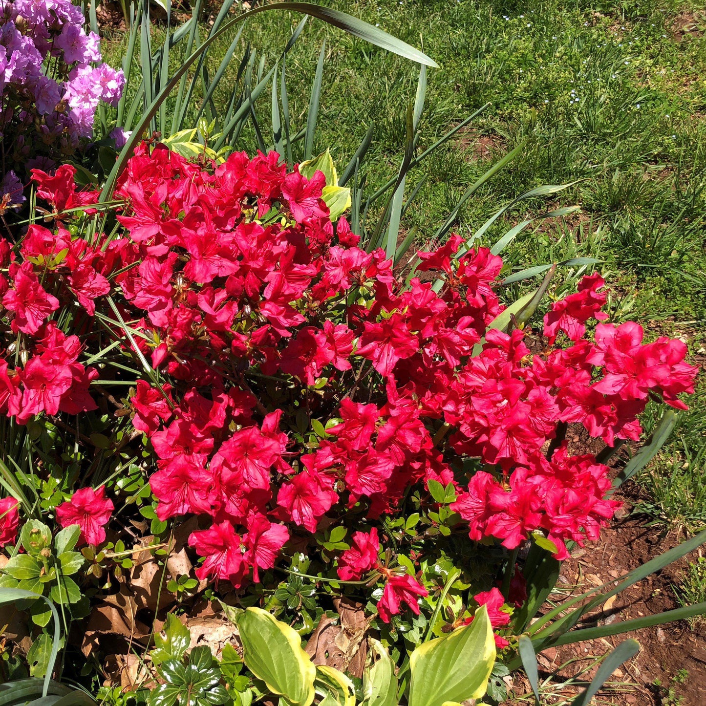 Azalea kaempferi - Johanna Azalea