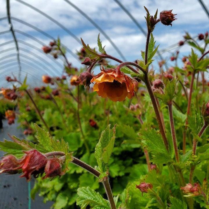 Geum x  - Tempo™ Orange Avens