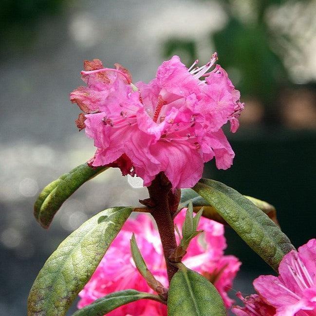 Rhododendron x - Landmark