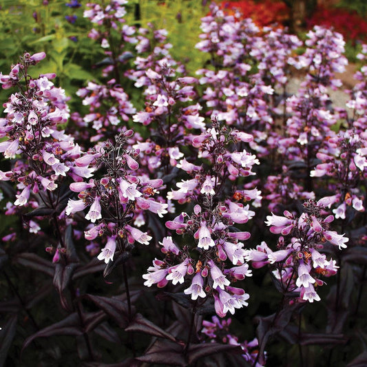 Penstemon digitalis - DAKOTA™ Burgundy Beardtongue