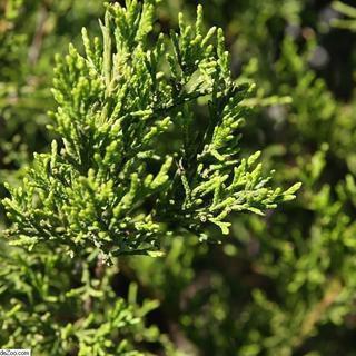 Juniperus virginiana - Brodie Red Cedar
