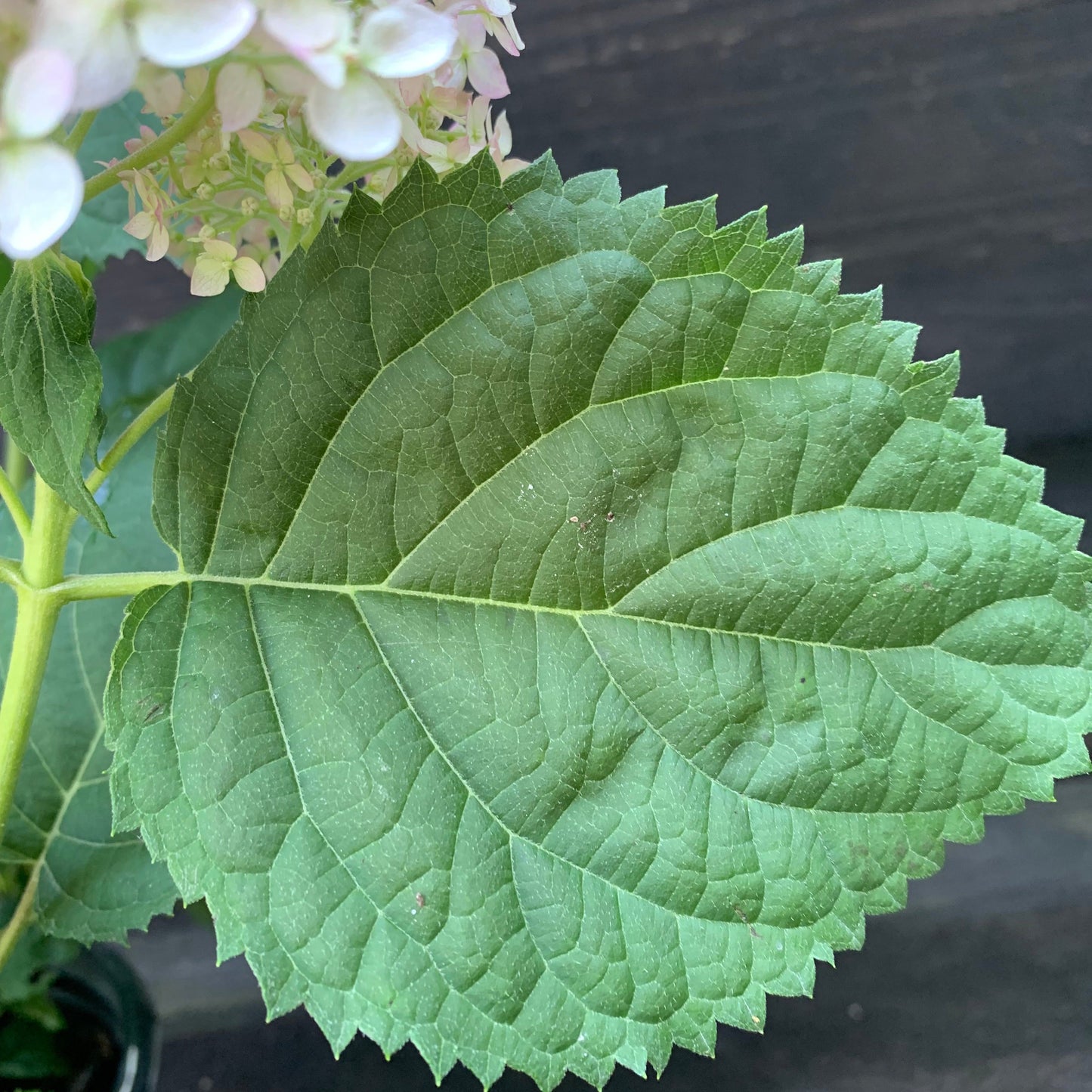 Hydrangea arborescens - Invincibelle® Wee White Smooth Hydrangea