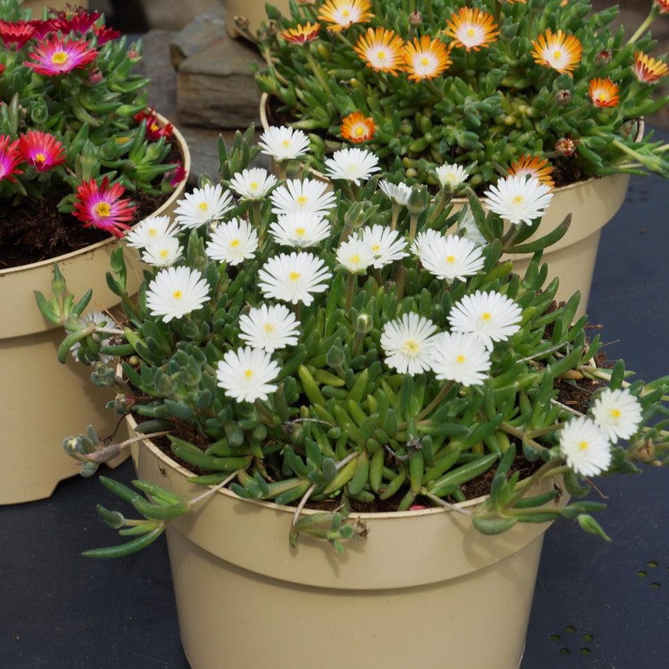 Delosperma cooperi - Jewel of Desert® Moonstone Ice Plant