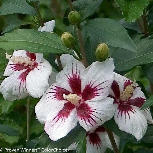 Hibiscus syriacus - PW® Lil' Kim® Hibiscus