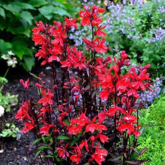 Lobelia x speciosa - Starship™ Scarlet Cardinal Flower