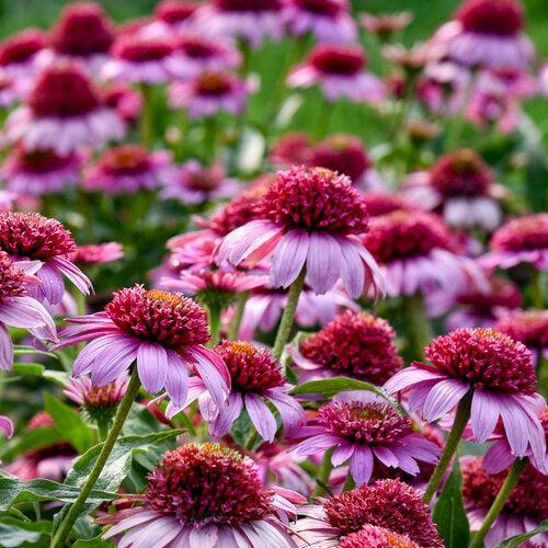 Echinacea - Double Coded® Everything's Rosy Echinacea